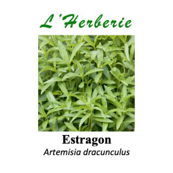 Estragon feuille coupé 100 gr Artemisia dracunculus