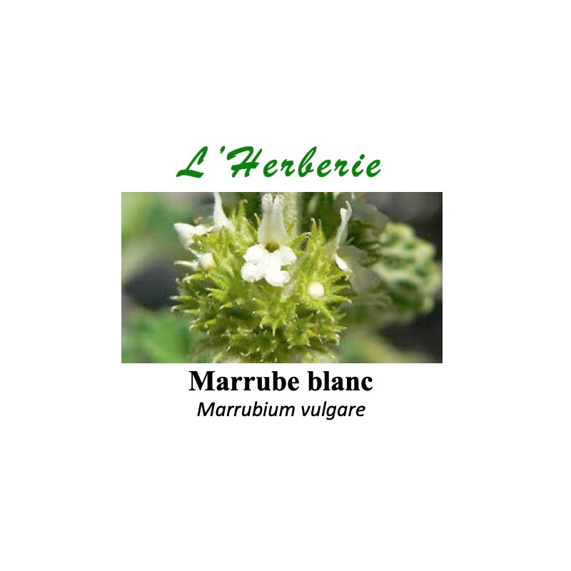 Marrube Blanc 100 gr Marrubium vulgare Marrube Blanc 100 gr Marrubium vulgare