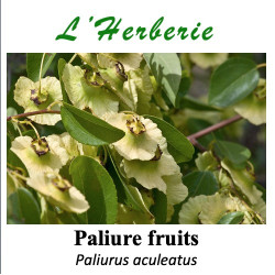 Paliure – Fruits (100 g) – Paliurus aculeatus