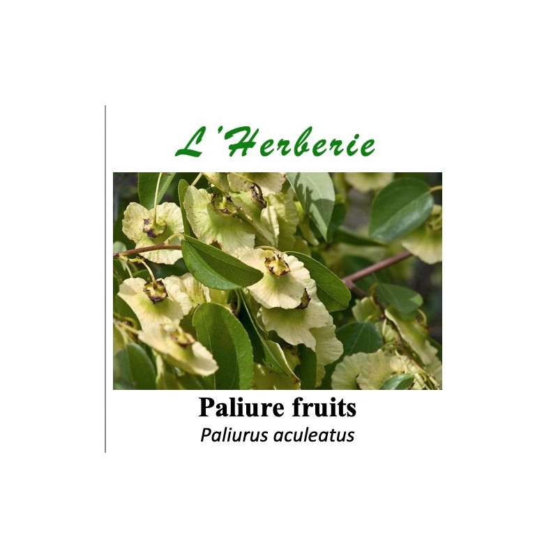 Paliure fruits 100 gr Paliurus aculeatus