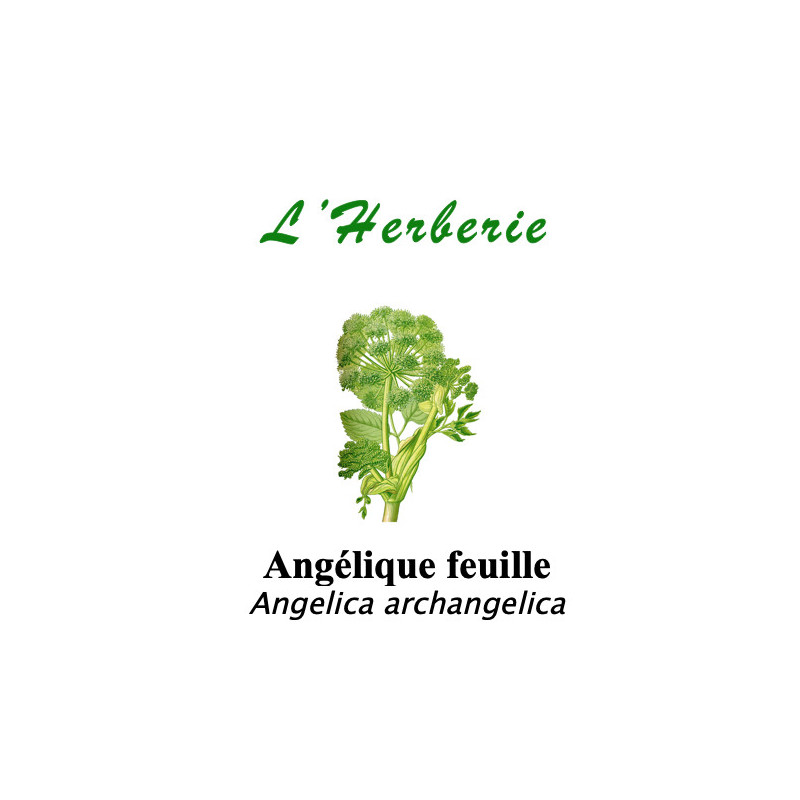 Angélique feuille 100gr Angelica archangelica Angélique feuille 100gr Angelica archangelica