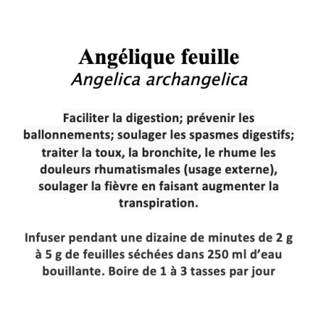 Angélique – Feuilles (100 g) – Angelica archangelica