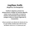 Angélique feuille 100gr Angelica archangelica