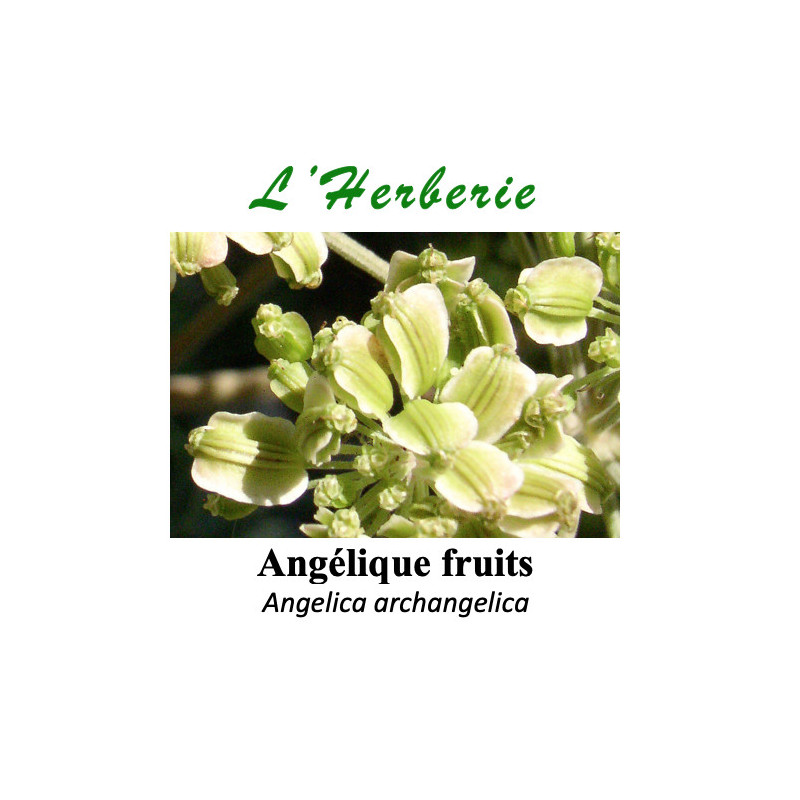 Angélique – Fruits (100 g) – Angelica archangelica