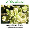 Angélique – Fruits (100 g) – Angelica archangelica