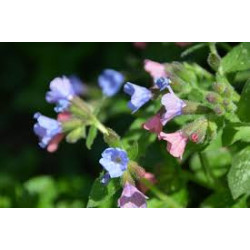 Pulmonaire  Pulmonaria officinalis 100gr