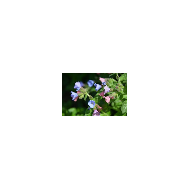 Pulmonaire  Pulmonaria officinalis 100gr