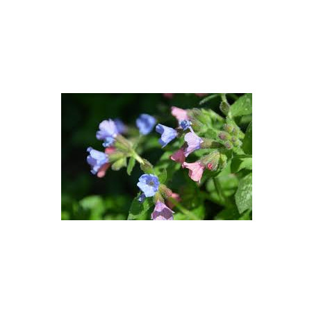 Pulmonaire  Pulmonaria officinalis 100gr