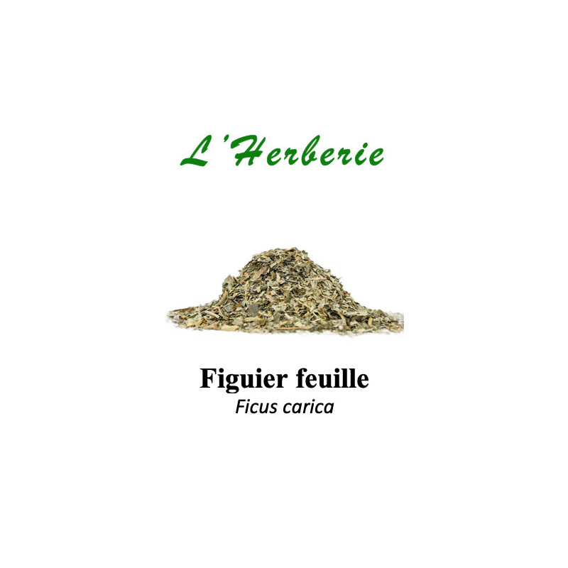 Figuier – Feuilles (100 g) – Ficus carica