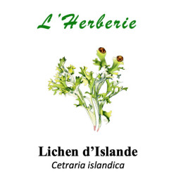 Lichen d’Islande Thalle 100 gr