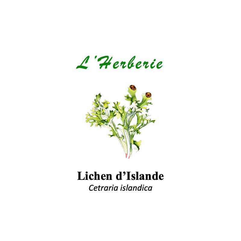 Lichen d’Islande Thalle 100 gr