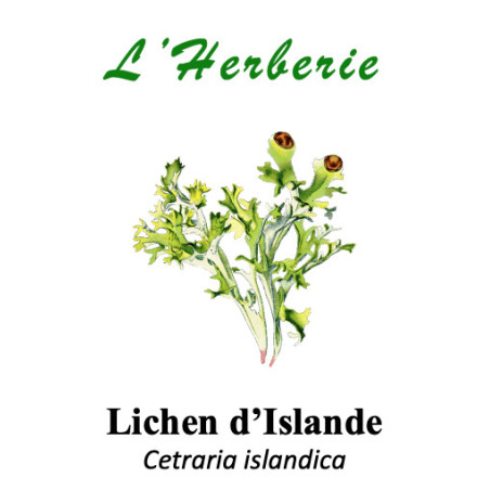 Lichen d’Islande Thalle 100 gr