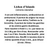 Lichen d’Islande Thalle 100 gr