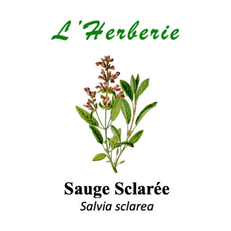 Sauge sclarée – Feuilles (100 g)