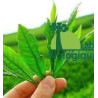 THE VERT BIO 60 GELULES