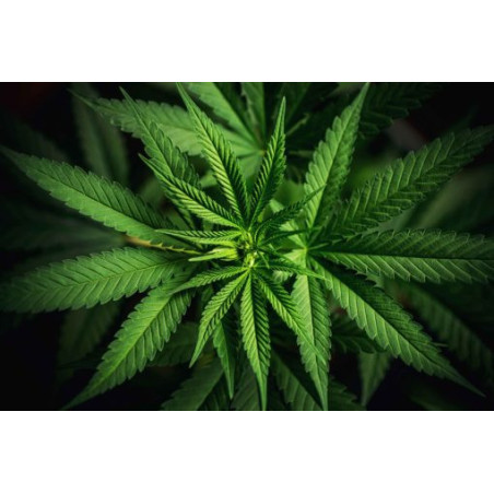 Capsules molles de Cannabidiol CBD