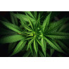 Capsules molles de Cannabidiol CBD