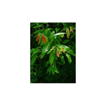 HUILE ESSENTIELLE  Cannelle extra, feuille  Cinnamomum verum  Désignation anglaise : Cinnamon