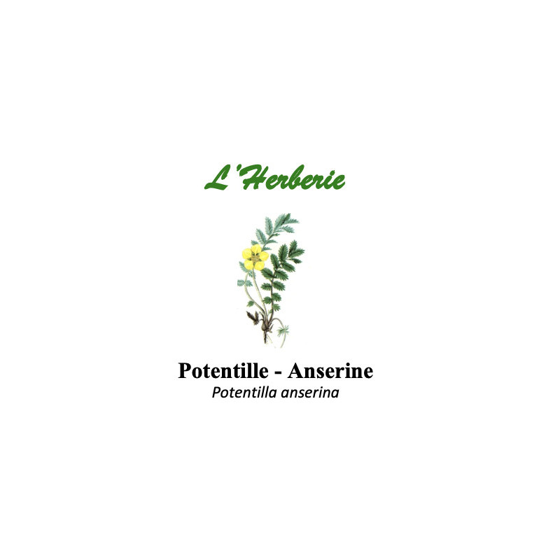 POTENTILLE ANSERINE 100GR