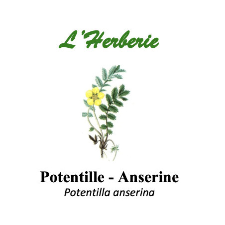 POTENTILLE ANSERINE 100GR