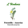 POTENTILLE ANSERINE 100GR
