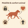 Fleur de Bach n°295 – Soutien mobilité & confort (anciennement « Arthrose chez le chien »)