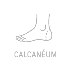 Fleur de Bach n°242 – Ancrage & stabilité (anciennement Calcanéum)
