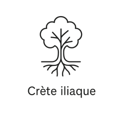 Fleur de Bach n°289 – Ancrage & stabilité intérieure (anciennement « Crête iliaque »)
