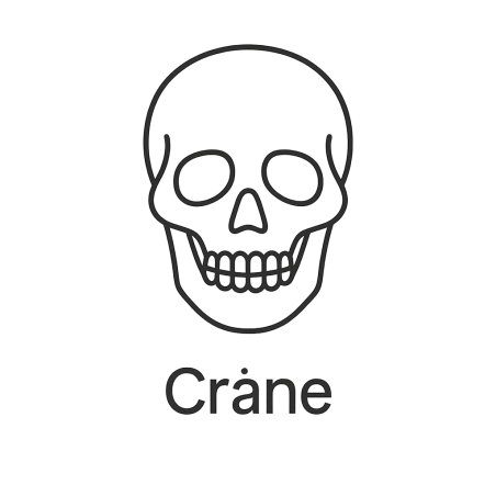 Fleur de Bach n°286 – Clarté & structure intérieure (anciennement « Crâne »)