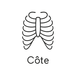 Fleur de Bach n°280 – Protection & ouverture du cœur (anciennement « Côte »)