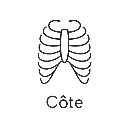 Fleur de Bach n°280 – Protection & ouverture du cœur (anciennement « Côte »)