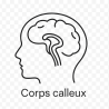 Fleur de Bach n°277 – Harmonie & intégration intérieure (anciennement « Corps calleux »)