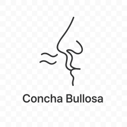 Fleur de Bach n°267 – Respiration & ouverture (anciennement « Concha Bullosa »)