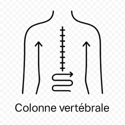 Fleur de Bach n°264 – Soutien & stabilité intérieure (anciennement « Colonne vertébrale »)