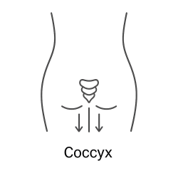 Fleur de Bach n°259 – Soutien & enracinement (anciennement « Coccyx »)