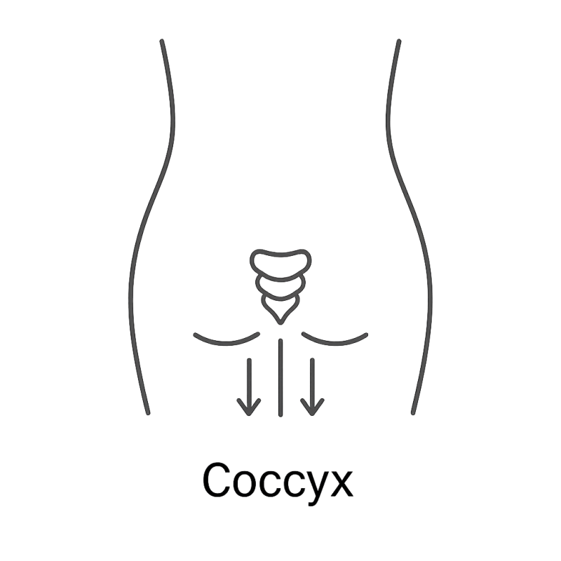 Fleur de Bach n°259 – Soutien & enracinement (anciennement « Coccyx »)