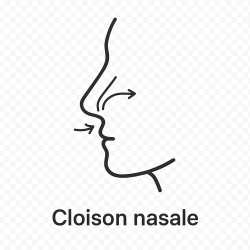 Fleur de Bach n°258 – Ouverture & circulation intérieure (anciennement « Cloison nasale »)