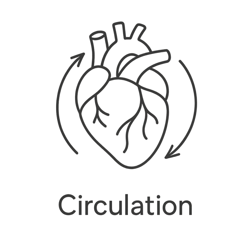 Fleur de Bach n°70 – Circulation & fluidité intérieure (anciennement « Trouble de la circulation »)