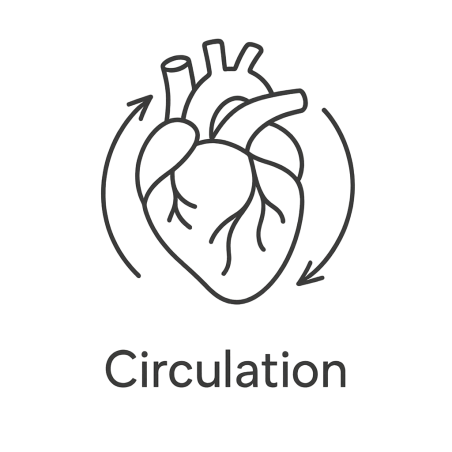 Fleur de Bach n°70 – Circulation & fluidité intérieure (anciennement « Trouble de la circulation »)