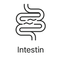 Fleur de Bach n°215 – Intestin & lâcher-prise intérieur (anciennement « Intestin ») mélange avec Biofloral