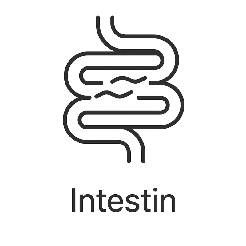 Fleur de Bach n°215 – Intestin & lâcher-prise intérieur (anciennement « Intestin ») mélange avec Biofloral