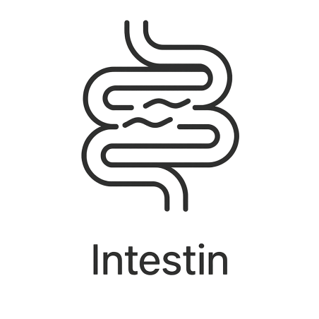 Fleur de Bach n°215 – Intestin & lâcher-prise intérieur (anciennement « Intestin ») mélange avec Biofloral