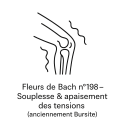 Fleurs de Bach n°198 – Souplesse & apaisement des tensions (anciennement « Bursite »)