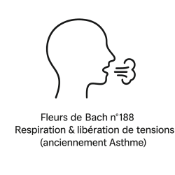 Fleurs de Bach n°188 – Respiration & libération des tensions (anciennement « Asthme »)