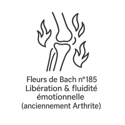 Fleurs de Bach n°185 – Libération & fluidité émotionnelle (anciennement « Arthrite »)