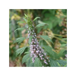 AGRIPAUME SOMMITE COUPE 100GR