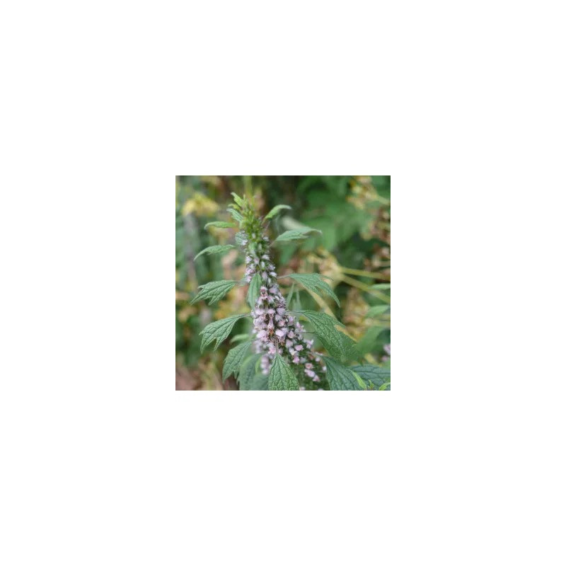 AGRIPAUME SOMMITE COUPE 100GR