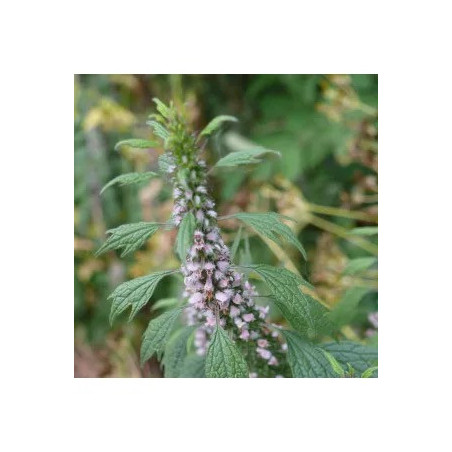 AGRIPAUME SOMMITE COUPE 100GR