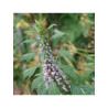 AGRIPAUME SOMMITE COUPE 100GR