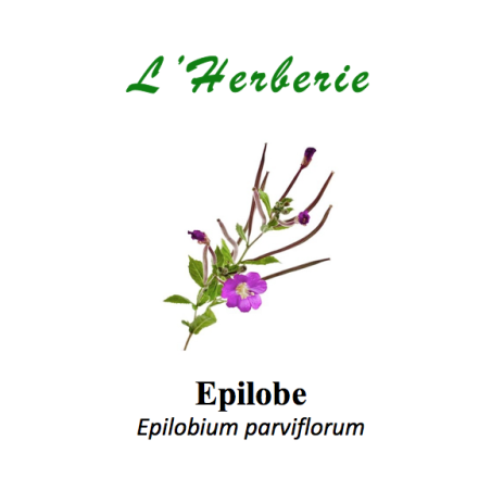 EPILOBE L’épilobe a une influence favorable sur les voies urinaires et la prostate.